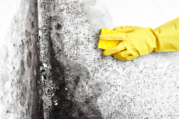Best Office Mold Removal Services  in Lamar, MO