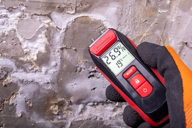 Best Black Mold Removal  in Lamar, MO