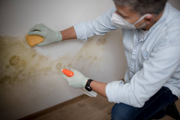 Best Home Mold Removal  in Lamar, MO