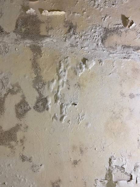 Certified Mold Removal in Lamar, MO