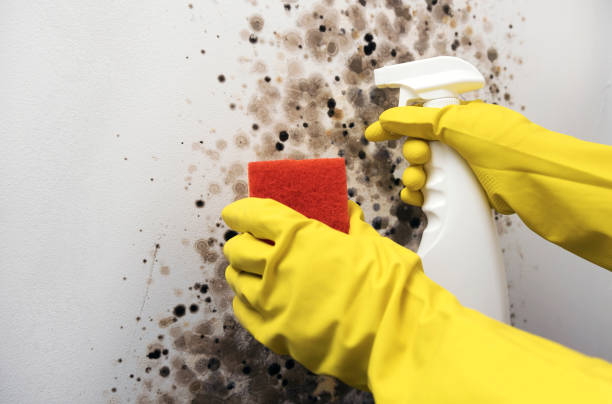 Professional Mold Removal in Lamar, MO