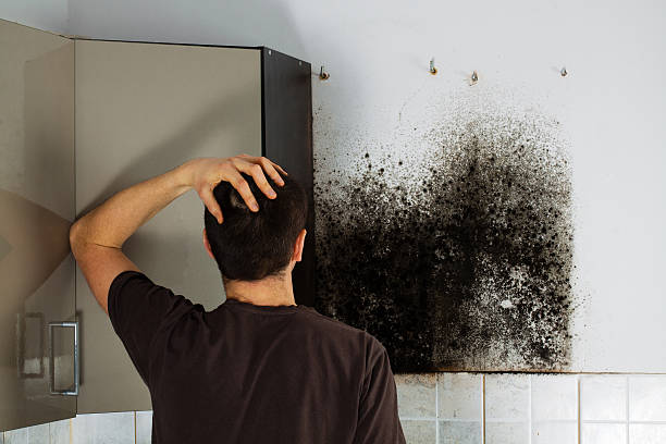 Best Mold Removal Company Near Me  in Lamar, MO