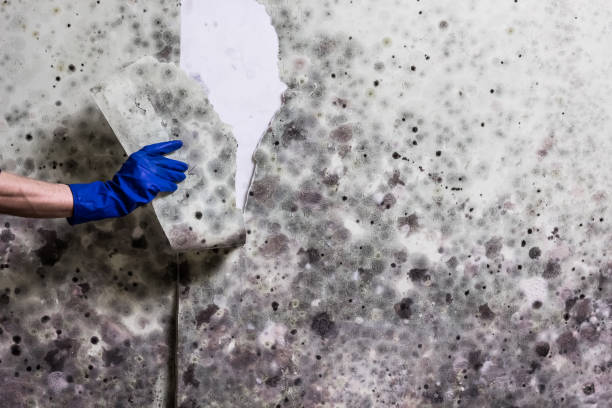 Best Emergency Mold Removal  in Lamar, MO