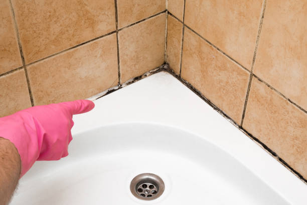 Best Toxic Mold Removal  in Lamar, MO